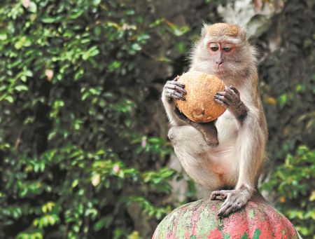 Ο πίθηκος, οι ναυαγοί και η λύση