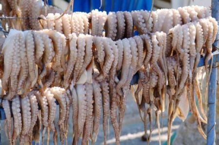 Γιατί δεν πρέπει να τρώμε πια χταπόδια