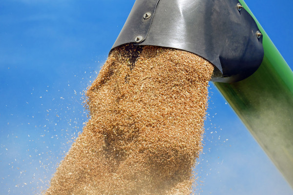Ιταλία: Μειωμένη κατά 15% η παραγωγή σιταριού λόγω της ξηρασίας