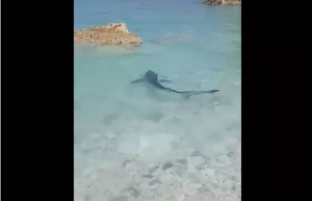 Επτάνησα: Γαλάζιος καρχαρίας σε παραλία – Δείτε βίντεο