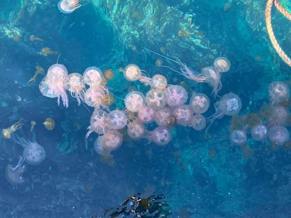 Μωβ μέδουσες: Ποιοι κινδυνεύουν περισσότερο σε περίπτωση τσιμπήματος – Πότε θα έρθει η ύφεση