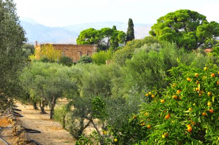 Κάμπος Χίου, ο μυροβόλος