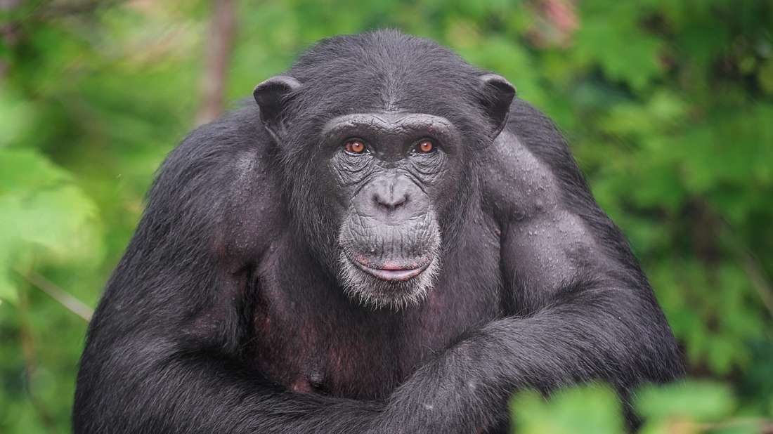 Αττικό Ζωολογικό Πάρκο: Θανατώθηκε χιμπατζής που διέφυγε από τον χώρο του