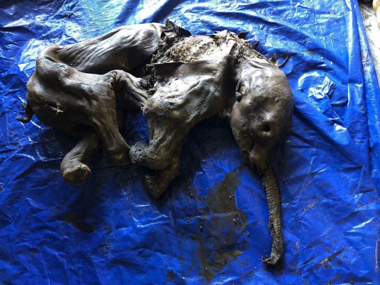 Καναδάς: Ανακαλύφθηκε μωρό μαμούθ ηλικίας 30.000 ετών | tovima.gr
