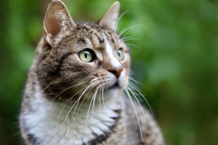 Κορωνοϊός: Βρέθηκε η πρώτη περίπτωση γάτας που μόλυνε άνθρωπο