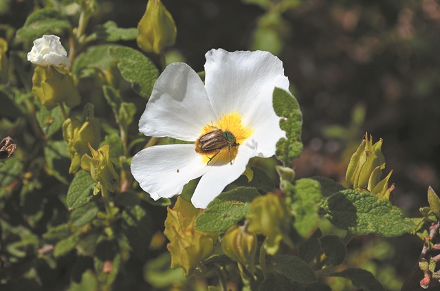 Επικονιαστές: Θα κλαίμε όταν χαθούν