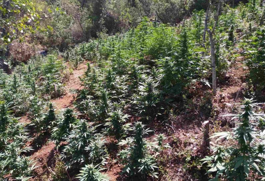 Μεγάλη φυτεία με 1.210 δενδρύλλια κάνναβης στην Κόρινθο