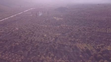 Άμφισσα: Βίντεο από drone δείχνει την καταστροφή στον Παραδοσιακό Ελαιώνα