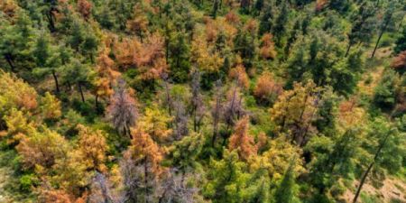 Δάση: Καθαρίστηκαν 80.000 στρέμματα