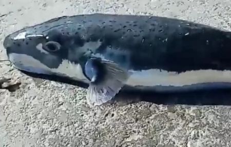 Κάλυμνος: Λαγοκέφαλος «τέρας» ψαρεύτηκε στο λιμάνι του νησιού