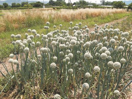 Πώς θα βελτιώσουμετις καλλιέργειες κηπευτικών