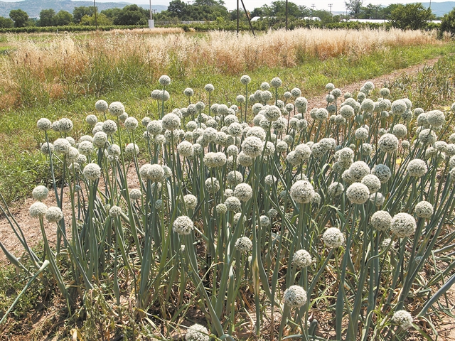 Πώς θα βελτιώσουμετις καλλιέργειες κηπευτικών