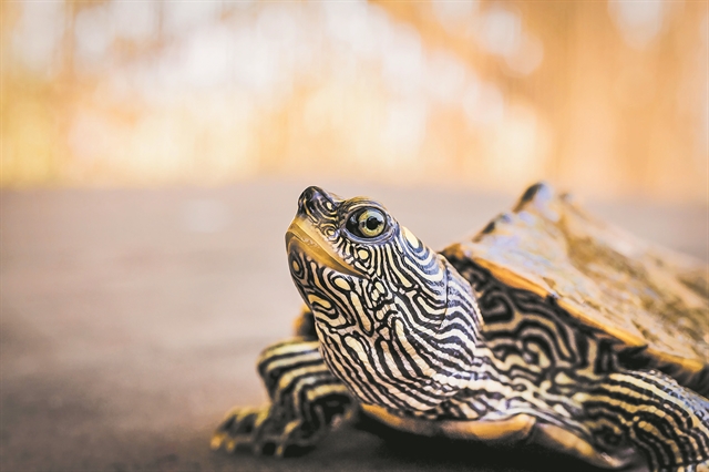 Η μακροζωία στο ζωικό βασίλειο
