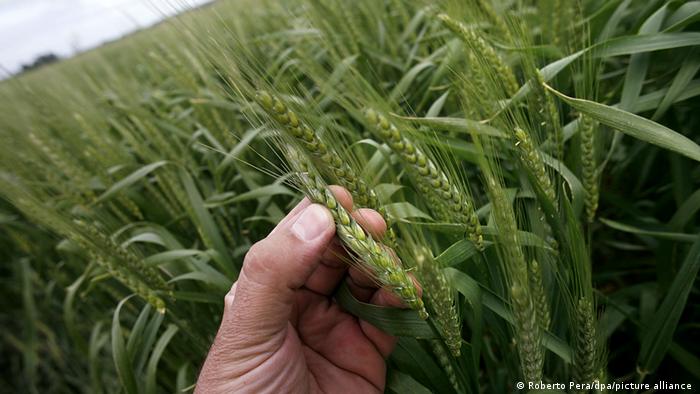 Έρχονται τα γενετικά τροποποιημένα σιτηρά