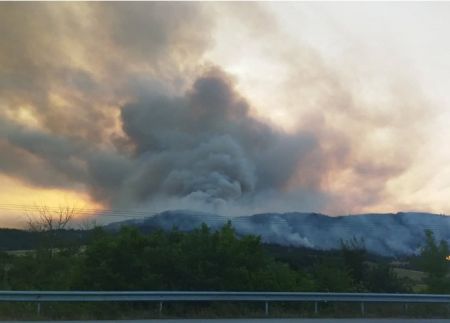 Φωτιά στον Εβρο: Το μαγευτικό δάσος με τα σημαντικά καταφύγια αρπακτικών πουλιών και τα σπάνια είδη χλωρίδας