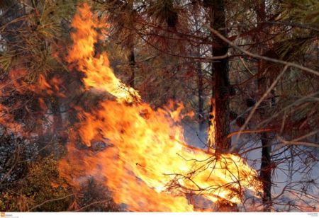 Βοιωτία: Μεγάλη φωτιά στο Δίστομο