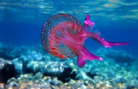 Μωβ μέδουσες: Πού εντοπίζονται το τελευταίο 10ήμερο – Τι δείχνουν τα νέα στοιχεία