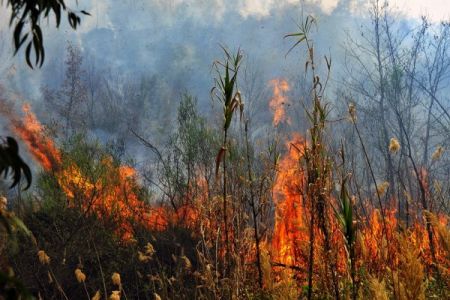 Φωτιά σε Μεσσηνία και Θεσσαλία – Υψηλός κίνδυνος πυρκαγιάς σε τρεις περιφέρειες
