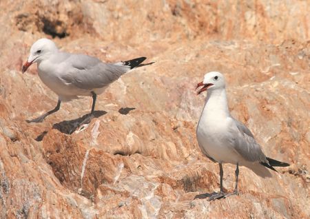 Η φτερωτή παρέα των διακοπών μας