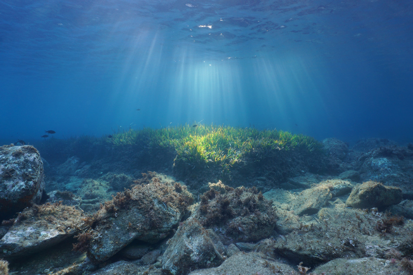 Πώς τα «θαλάσσια λιβάδια» θα σώσουν το περιβάλλον