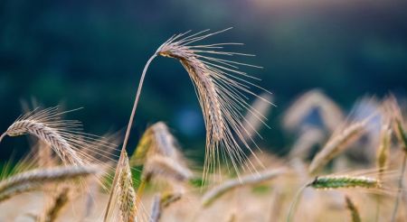 Ουκρανία: Έτοιμα να αποπλεύσουν με σιτηρά πέντε φορτηγά πλοία