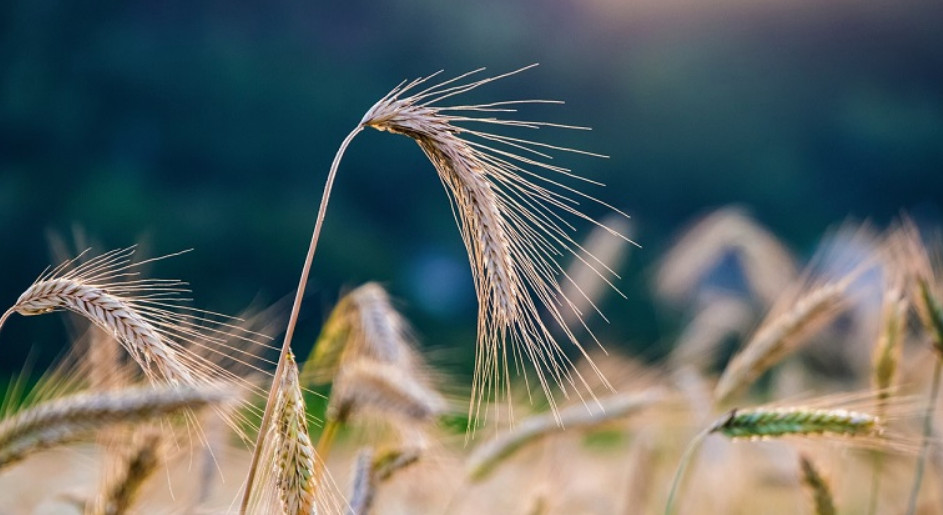 Ουκρανία: Έτοιμα να αποπλεύσουν με σιτηρά πέντε φορτηγά πλοία