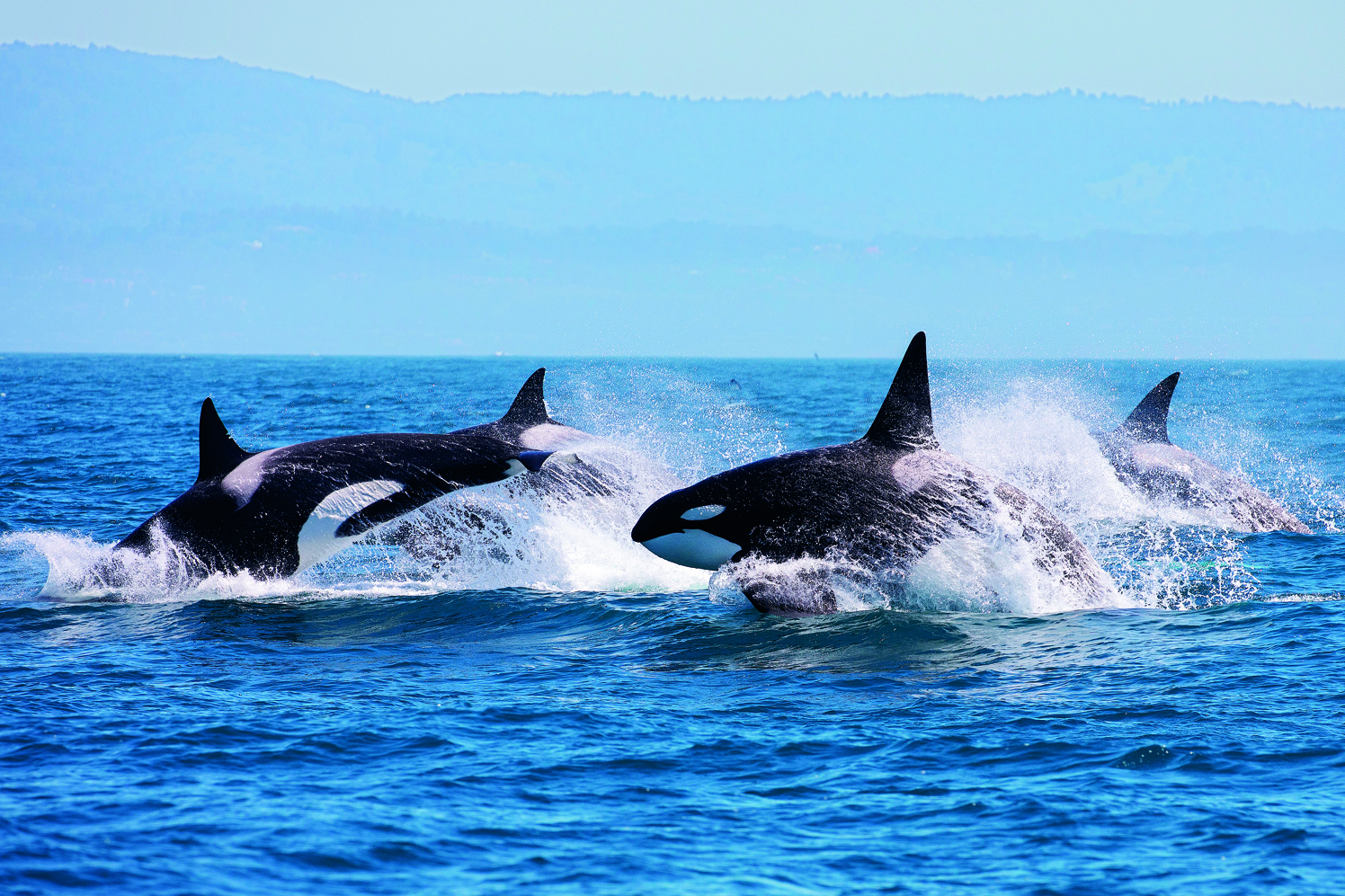 Φάλαινες αφανίζουν τους λευκούς καρχαρίες της Ν. Αφρικής