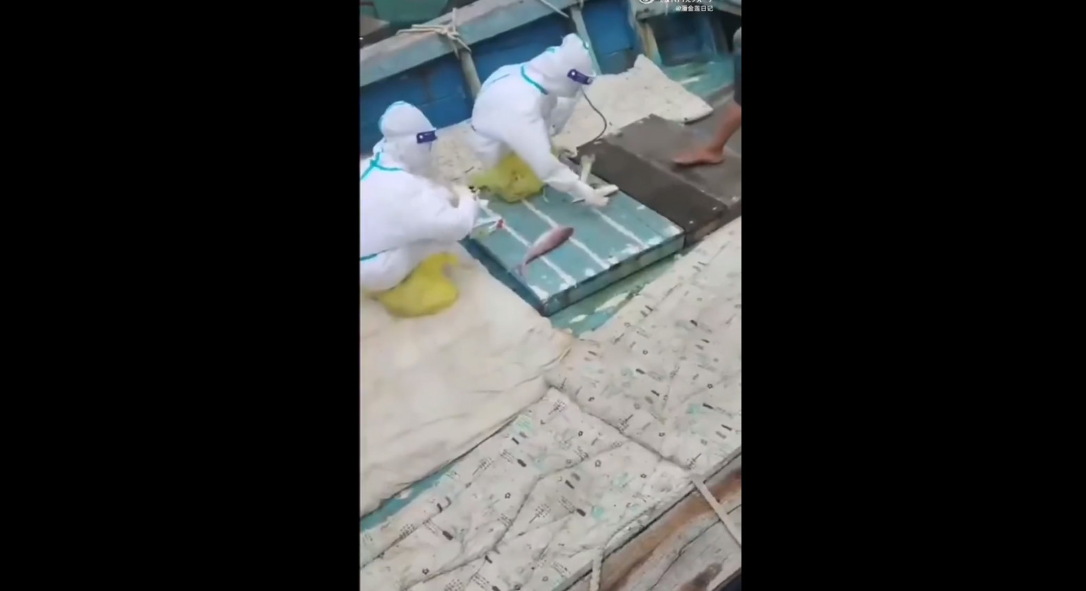 Κίνα: Θα ελεγχθούν για κορωνοϊό οι ιπποπόταμοι, τα ψάρια και τα καβούρια