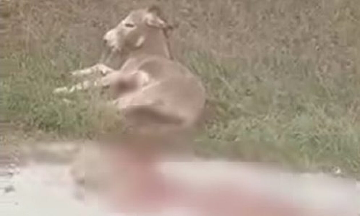 Ήπειρος: Αντιδήμαρχος πίσω από την κακοποίηση γαϊδουριού στη Ζίτσα – Συνελήφθη από την αστυνομία