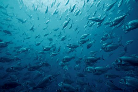 Υδατοκαλλιέργειες: ΕΛΟΠΥ και ΕΛΚΕΘΕ ενώνουν τις δυνάμεις τους για την προστασία των ελληνικών θαλασσών