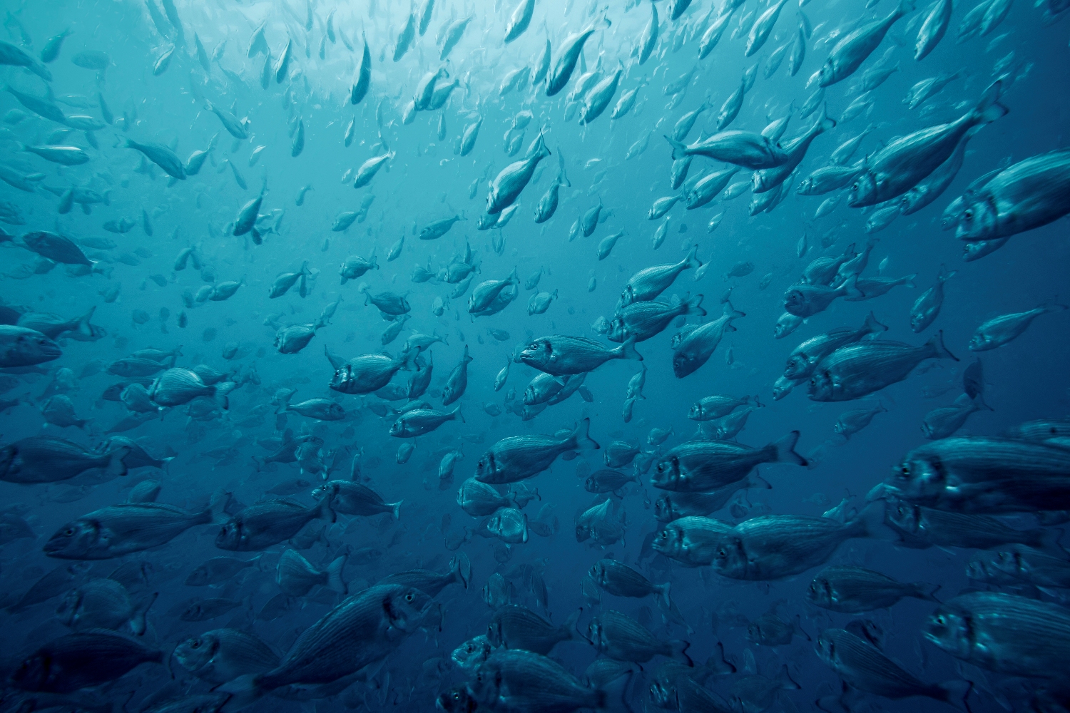 Υδατοκαλλιέργειες: ΕΛΟΠΥ και ΕΛΚΕΘΕ ενώνουν τις δυνάμεις τους για την προστασία των ελληνικών θαλασσών