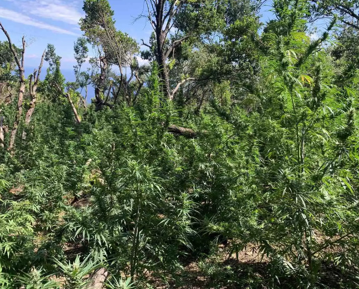 Μεγάλη χασισοφυτεία στη Ζαγορά – Αναζητούνται οι καλλιεργητές