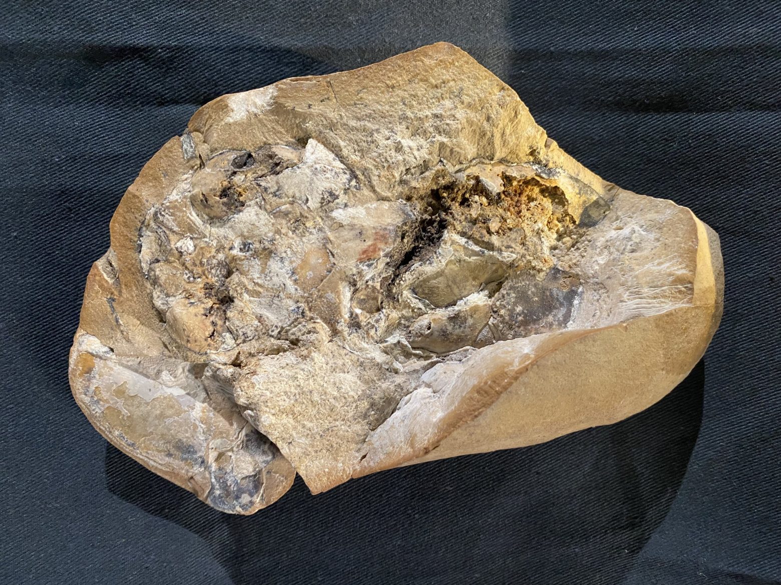 Ασυνήθιστη ανακάλυψη: Βρέθηκε το απολίθωμα της αρχαιότερης καρδιάς ηλικίας 380 εκατ. ετών
