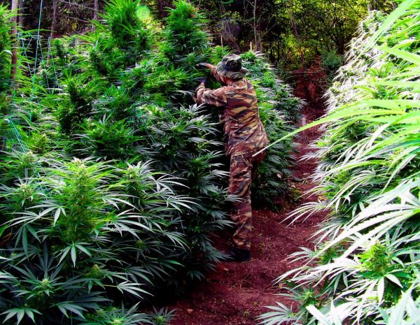 Χασισοφυτεία – μαμούθ στον Όλυμπο: Πάνω από 5.000 δενδρύλλια