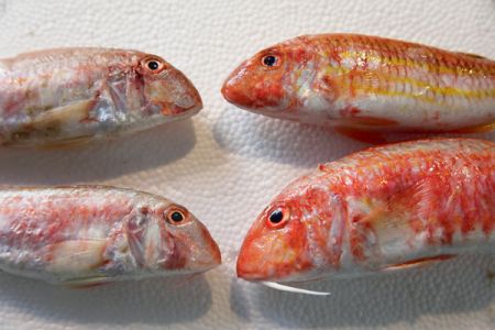 Τα μπαρμπούνια της οργής