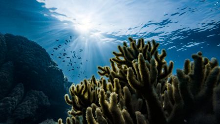 Ανακαλύφθηκε το αρχαιότερο ψάρι στον κόσμο – Ηλικίας 439 εκατ. ετών [εικόνα]