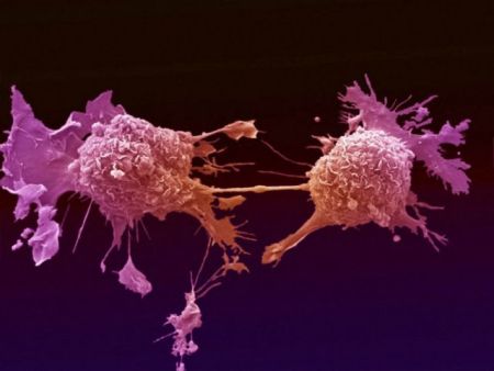 O πρώτος άτλας του μυκητοβιώματος του καρκίνου