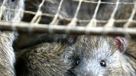 ΗΠΑ: Ενσωμάτωσαν ανθρώπινους νευρώνες σε εγκέφαλο τρωκτικών