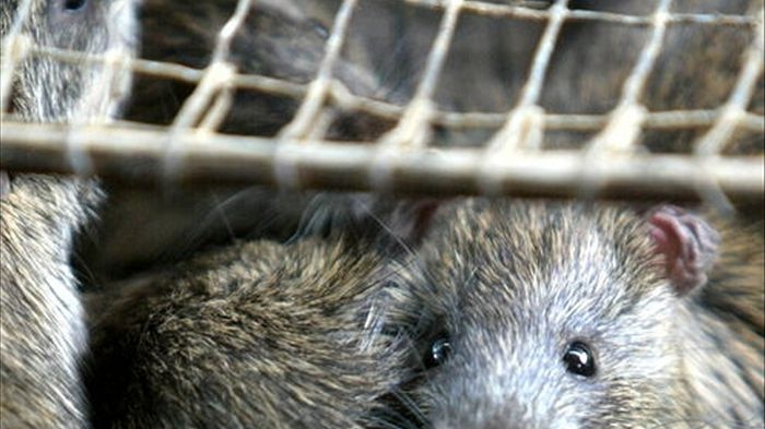 ΗΠΑ: Ενσωμάτωσαν ανθρώπινους νευρώνες σε εγκέφαλο τρωκτικών