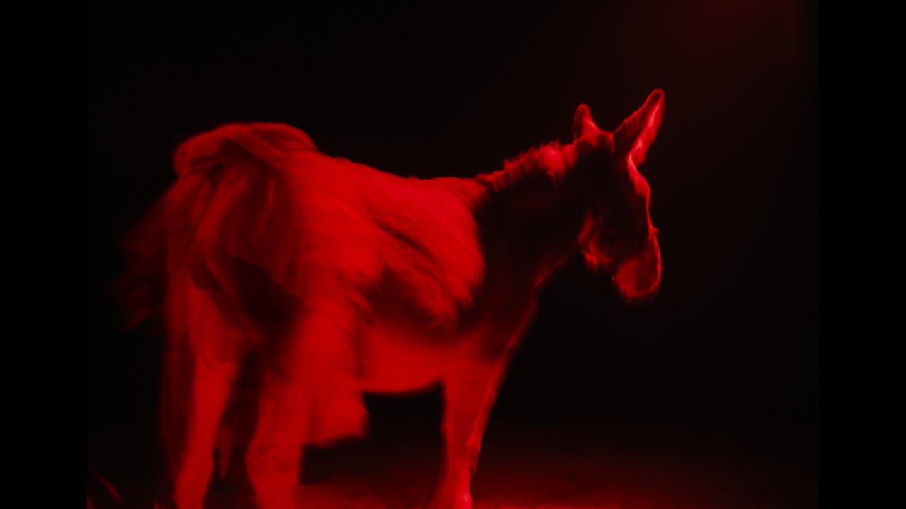 Οι ταινίες της εβδομάδας: Τετράποδη αποκάλυψη!