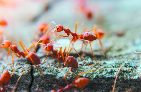 Το μυστικό της μακροζωίας των μυρμηγκιών