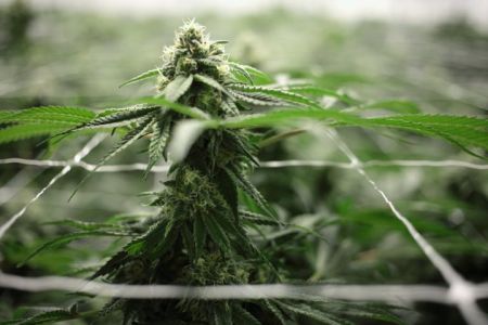 Γερμανία: Εγκρίθηκαν  τα βασικά σημεία της νομοθεσίας για τη νομιμοποίηση της κάνναβης