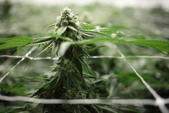 Γερμανία: Εγκρίθηκαν  τα βασικά σημεία της νομοθεσίας για τη νομιμοποίηση της κάνναβης