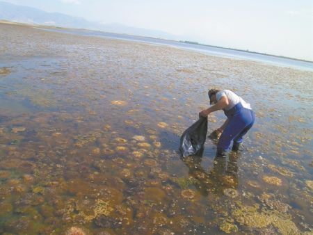 Φύκη οι πολυτάλαντοι οργανισμοί