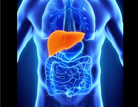 Πώς μια από τις αρχαιότερες νόσους μπορεί να μας χαρίσει… νέο ήπαρ