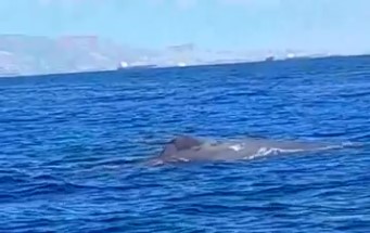 Φάλαινα έκανε την εμφάνισή της στον Σαρωνικό κόλπο
