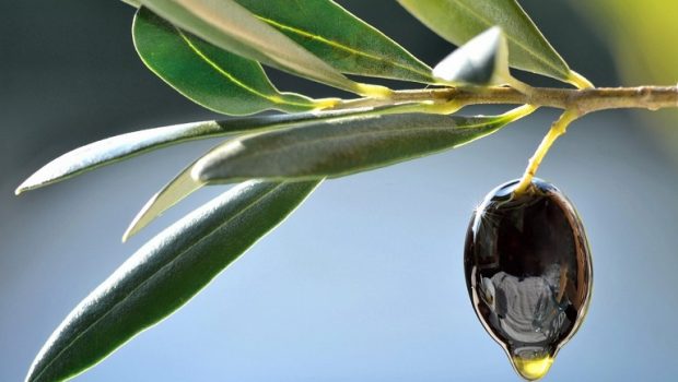 Χρυσή χρονιά για τους Ελληνες ελαιοπαραγωγούς