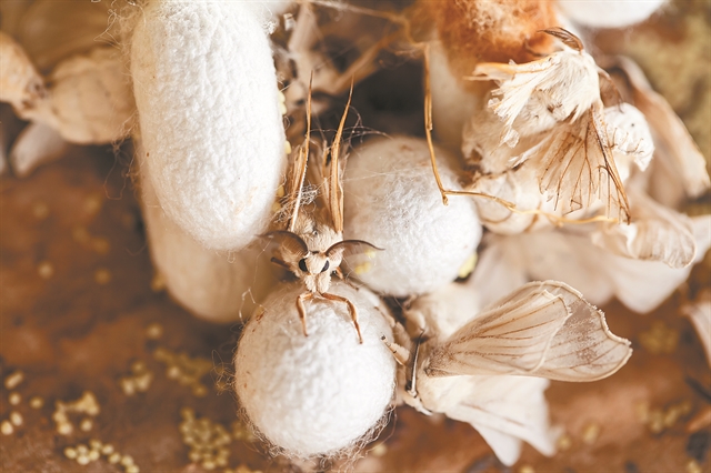 «Μεταξωτά» γονίδια