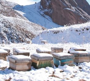 Παραγωγή μελιού στα 1.647 μέτρα υψόμετρο