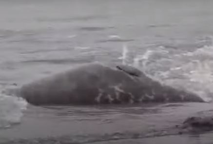 Πάνω από 2.500 νεκρές φώκιες στην Κασπία – Τι λένε οι επιστήμονες